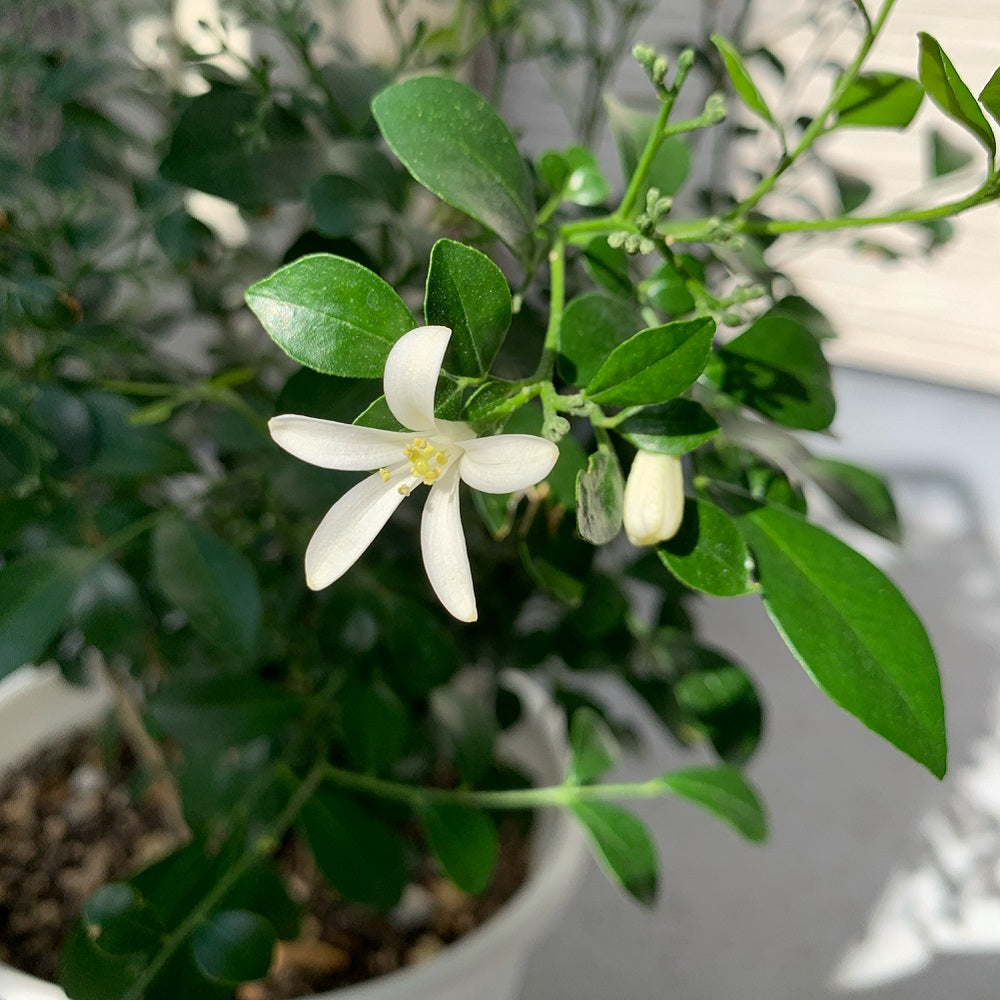 シルクジャスミン(月橘・ゲッキツ) 6号 鉢カバー「Re:af®」セット