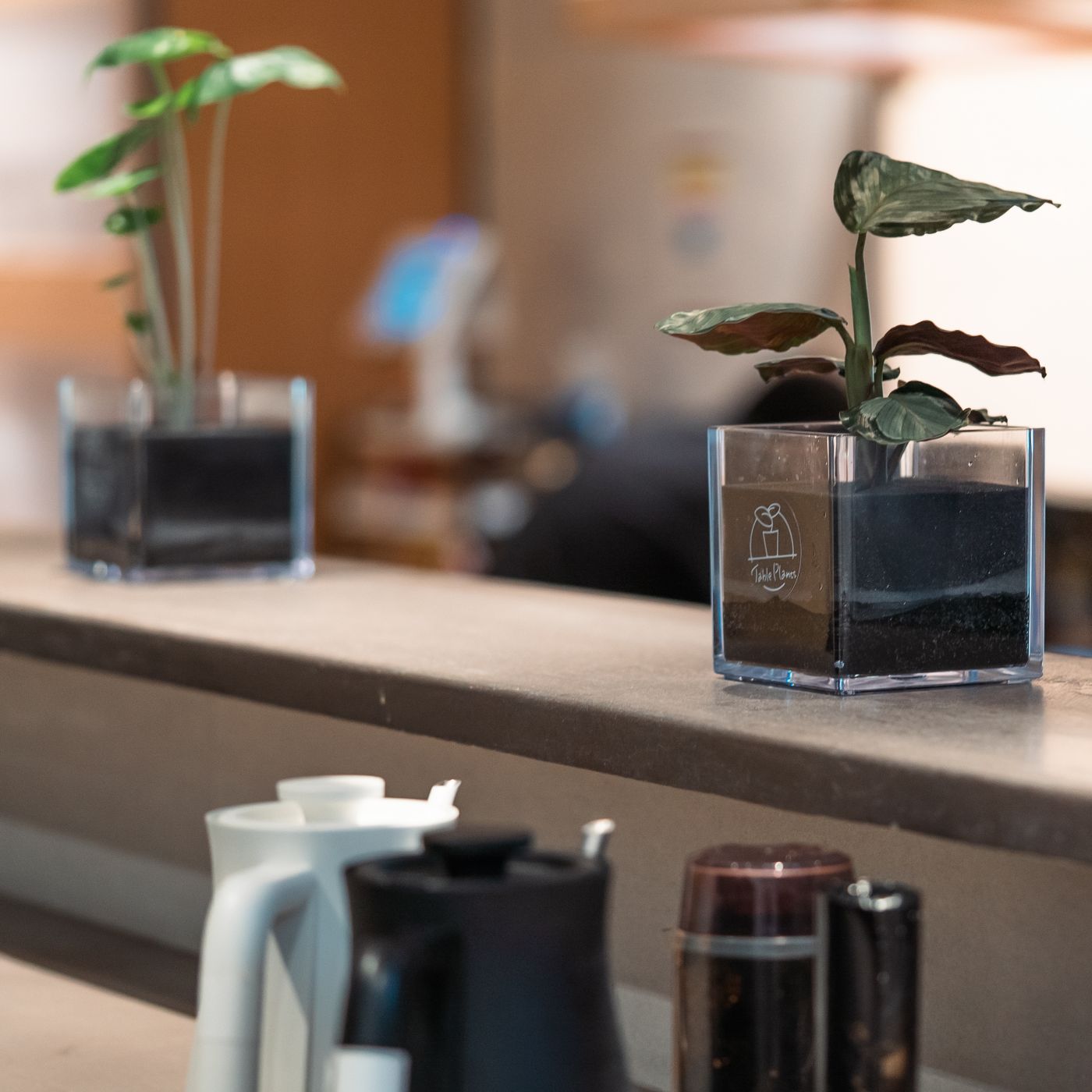 定番の観葉植物セット|【土を使わない観葉植物】テーブルプランツ キューブ (Table Plants CUBE)