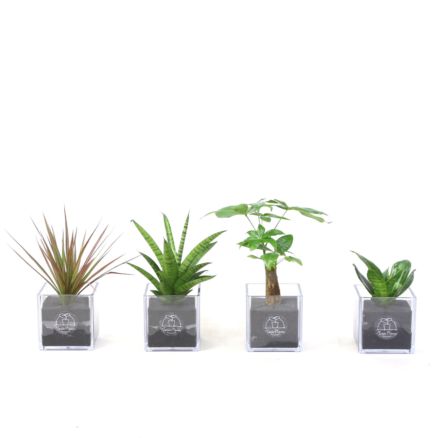 定番の観葉植物セット|【土を使わない観葉植物】テーブルプランツ キューブ (Table Plants CUBE)