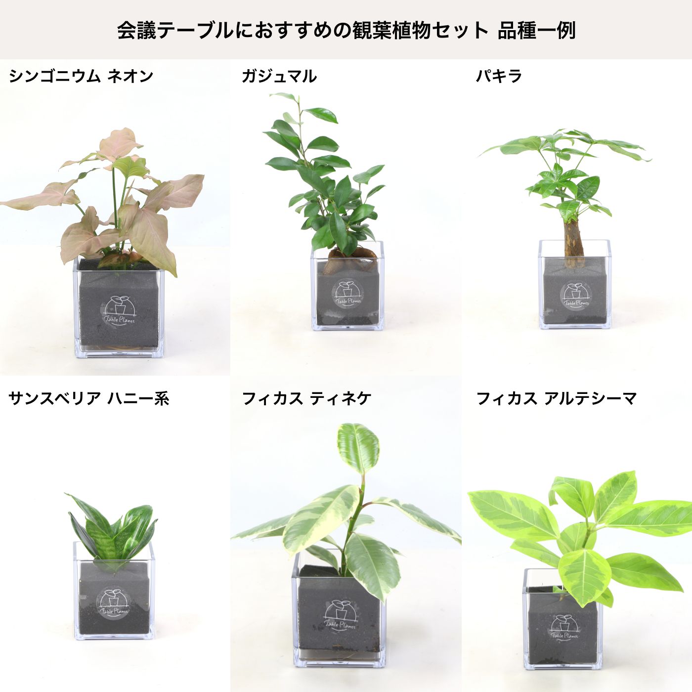 会議テーブルにおすすめの観葉植物セット｜【土を使わない観葉植物】テーブルプランツ キューブ  (Table Plants CUBE)