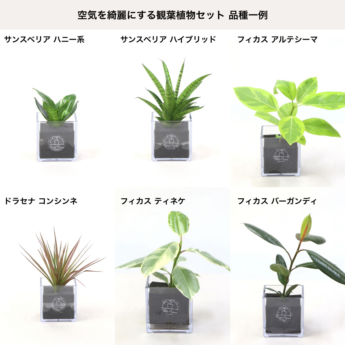 空気を綺麗にする観葉植物セット｜【土を使わない観葉植物】テーブルプランツ キューブ  (Table Plants CUBE)