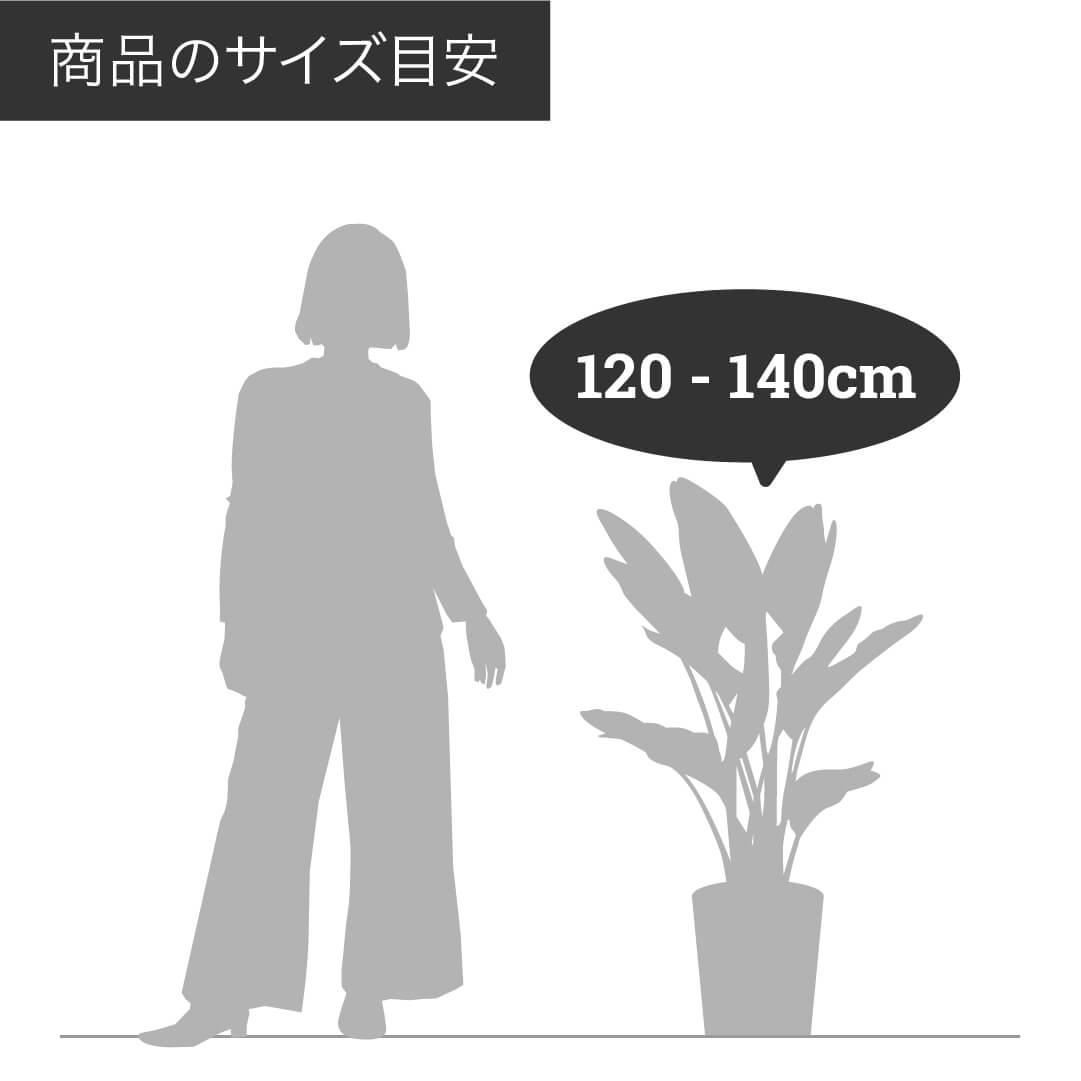 ネムノキ　エバーフレッシュ 7号 鉢カバー「Re:af®」セット