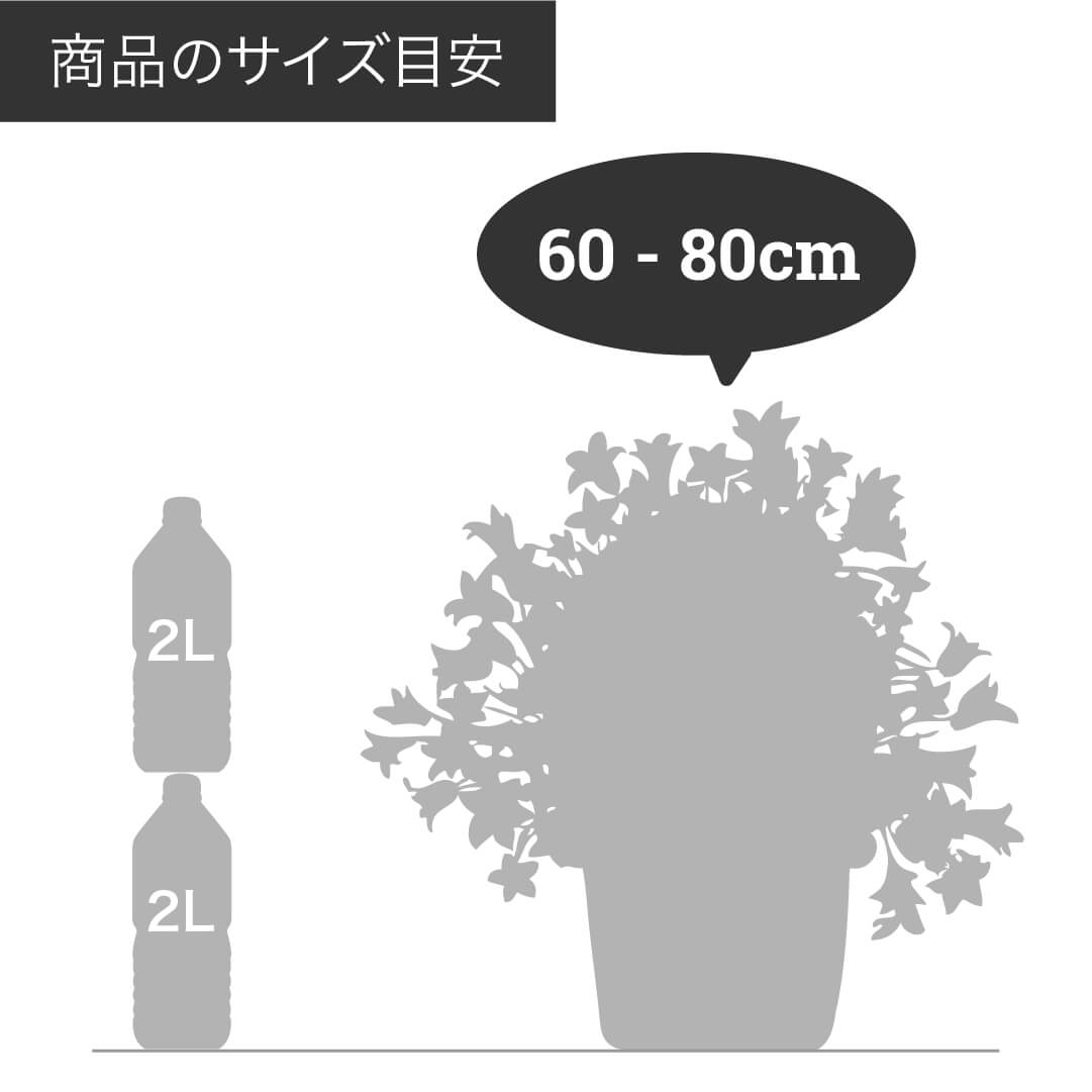 シルクジャスミン(月橘・ゲッキツ)  6号 鉢カバー「Re:af®」セット