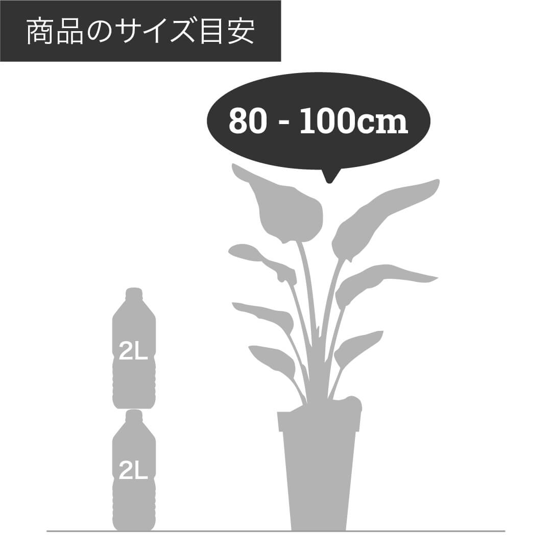 ホンコンカポック(シェフレラ) 7号 鉢カバー「Re:af®」セット