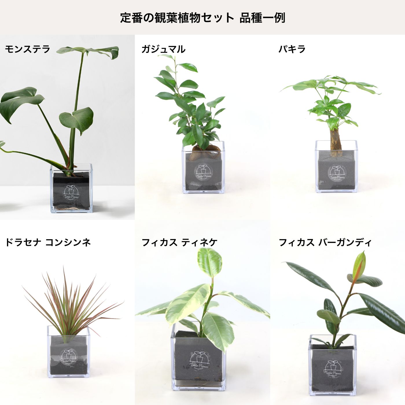 定番の観葉植物セット｜【土を使わない観葉植物】テーブルプランツ キューブ  (Table Plants CUBE)