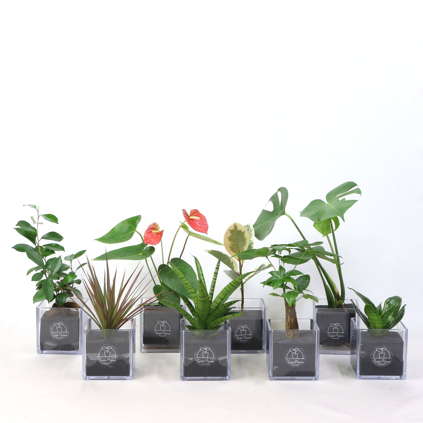 定番の観葉植物セット｜【土を使わない観葉植物】テーブルプランツ キューブ  (Table Plants CUBE)