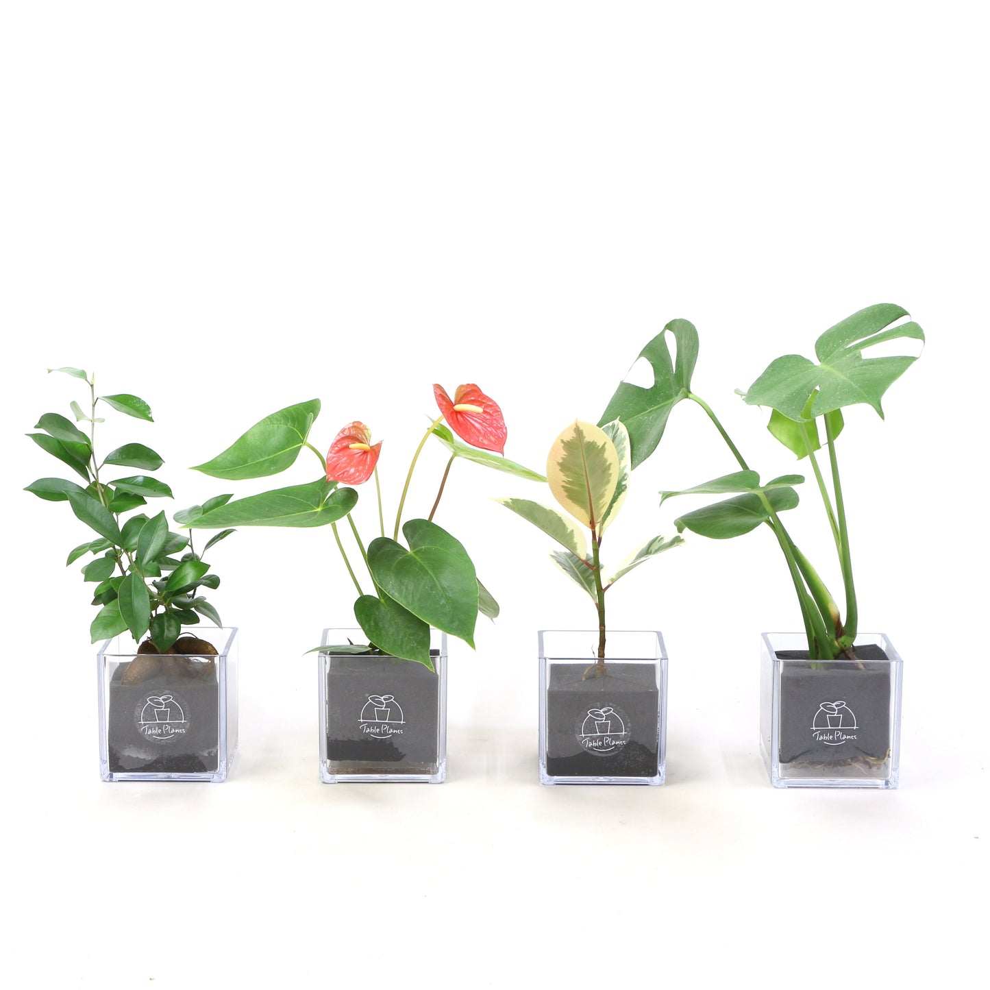 定番の観葉植物セット｜【土を使わない観葉植物】テーブルプランツ キューブ  (Table Plants CUBE)