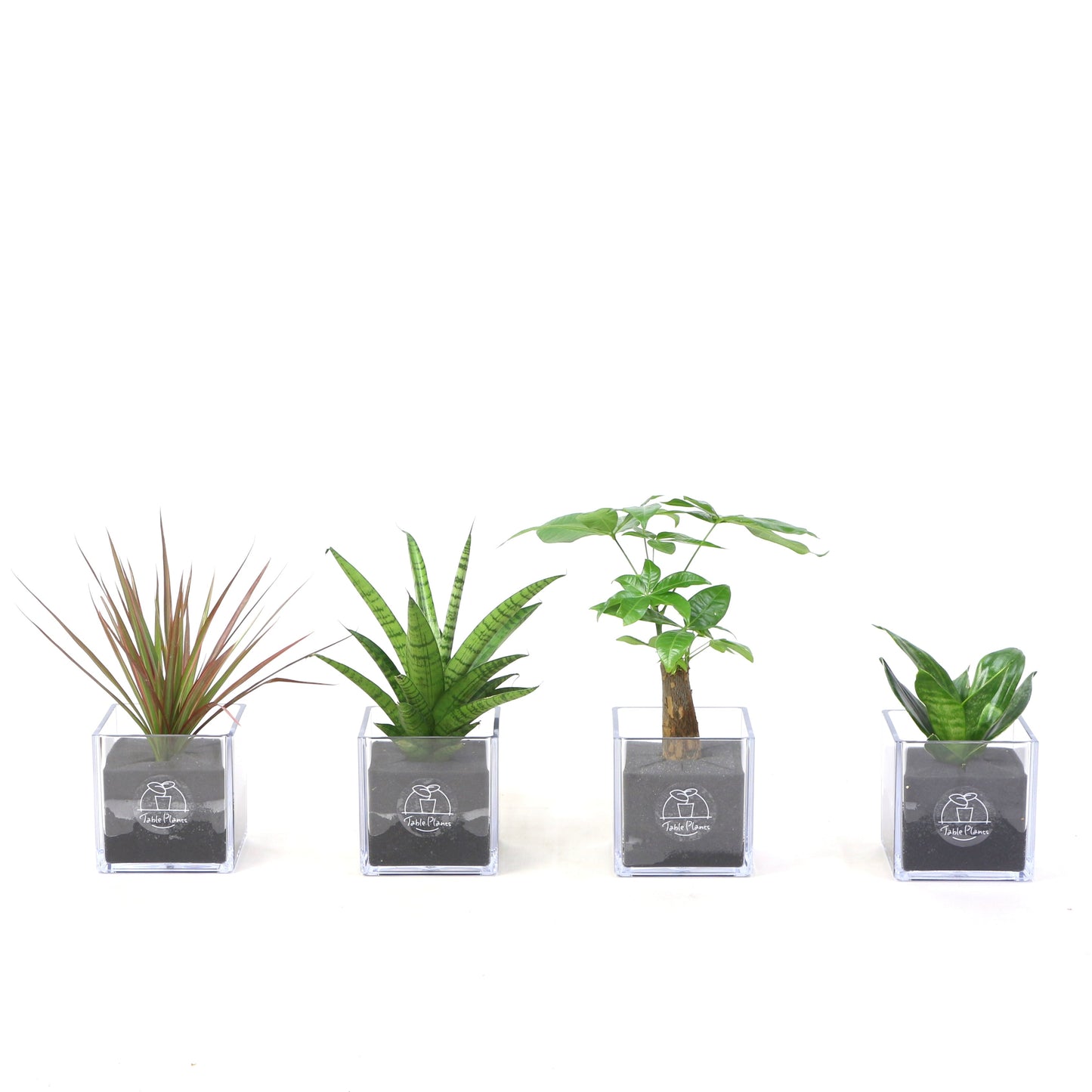 定番の観葉植物セット｜【土を使わない観葉植物】テーブルプランツ キューブ  (Table Plants CUBE)