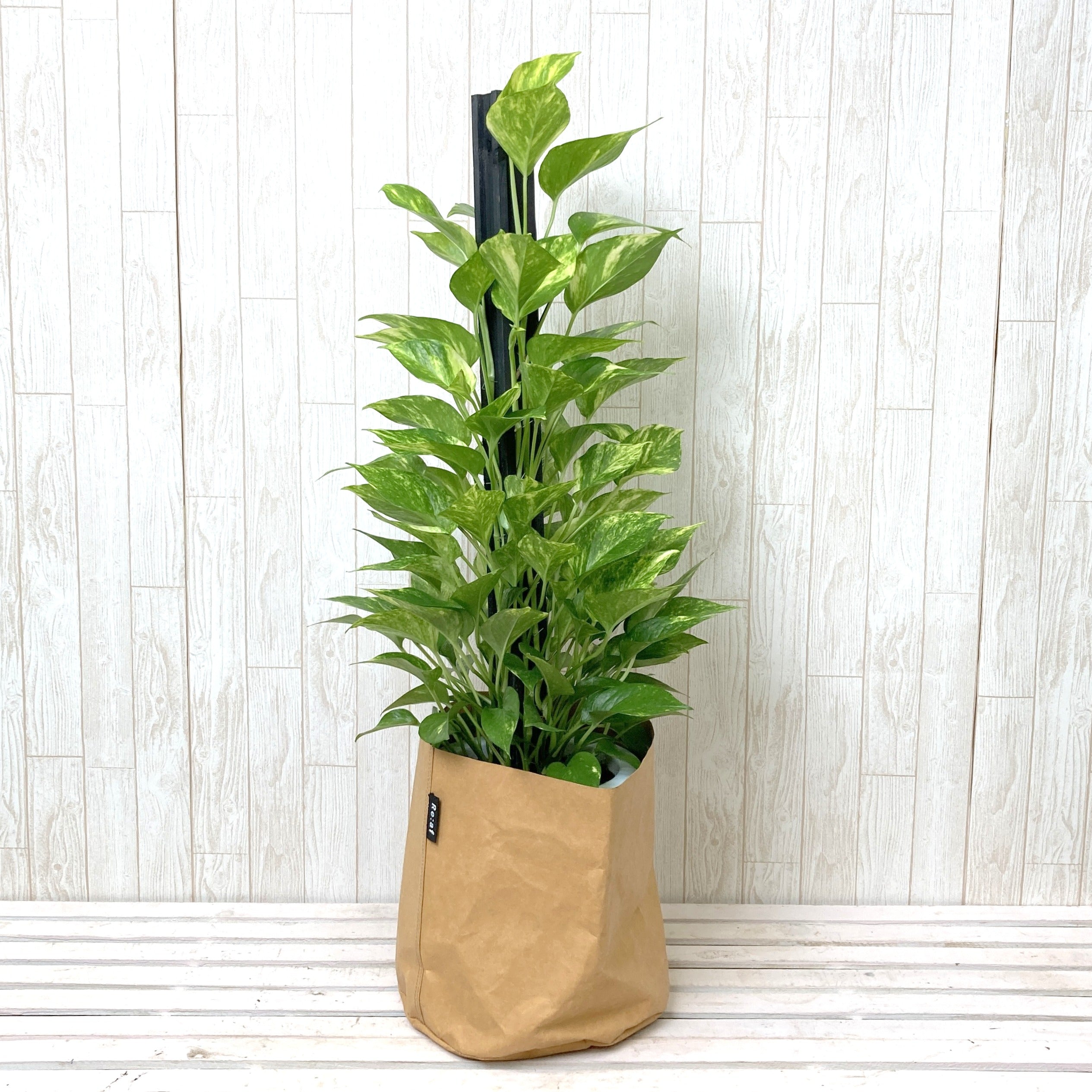 観葉植物 – Office Plants Store by GreenSnap